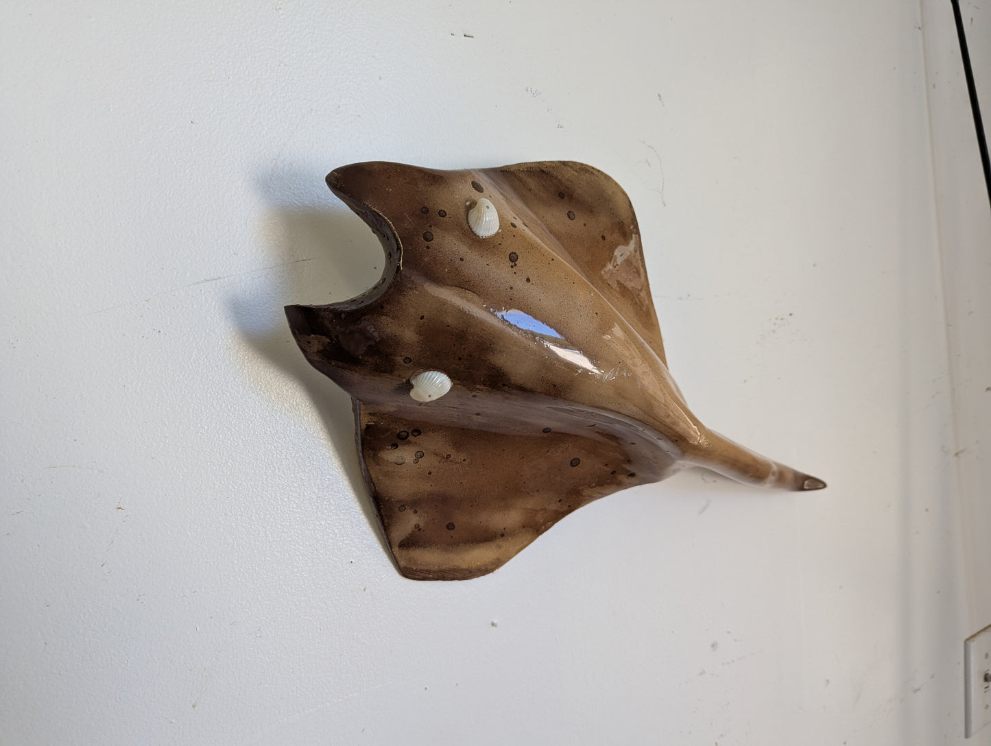 Coastal Sand Lazy Ray