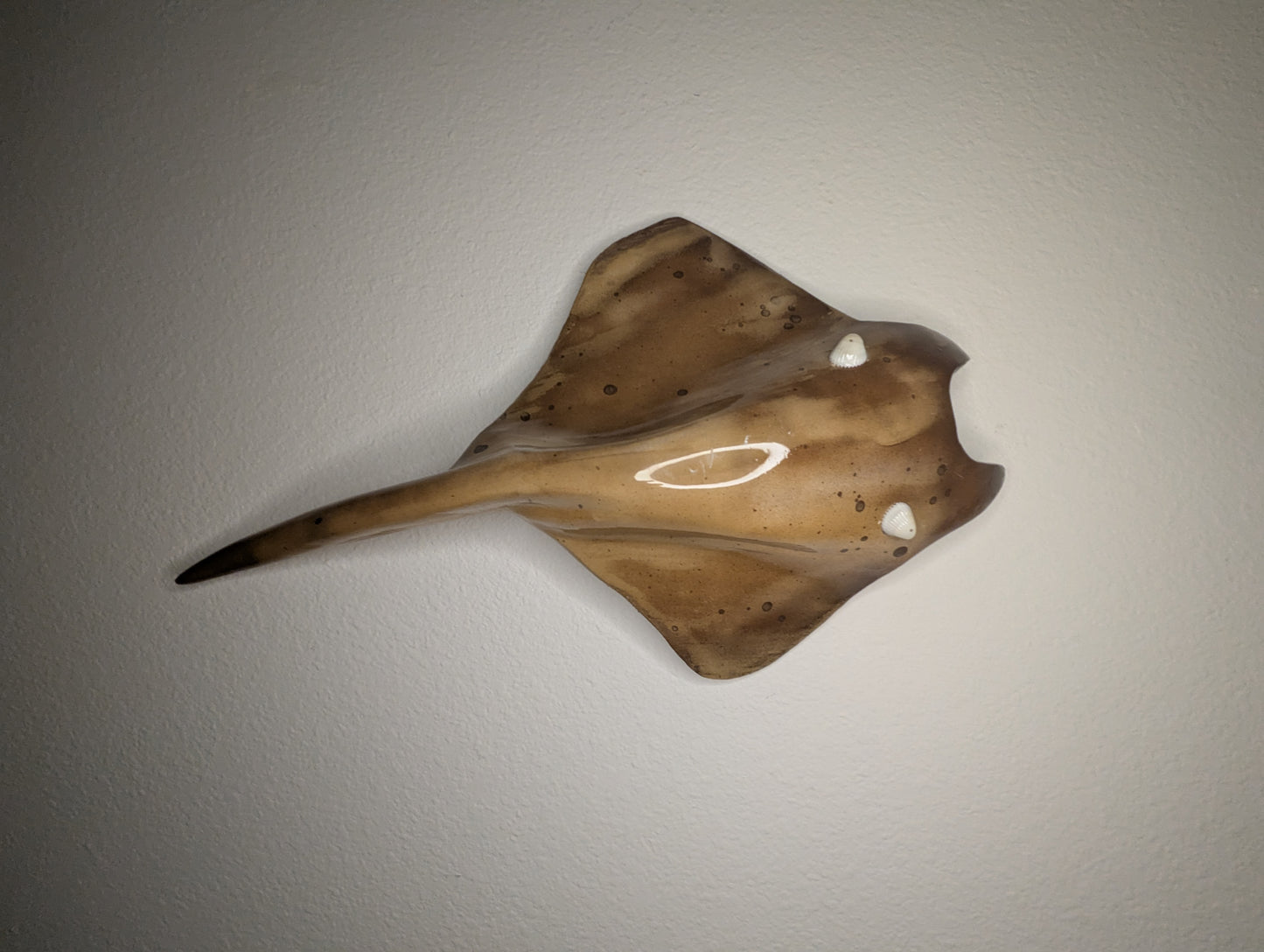 Coastal Sand Lazy Ray