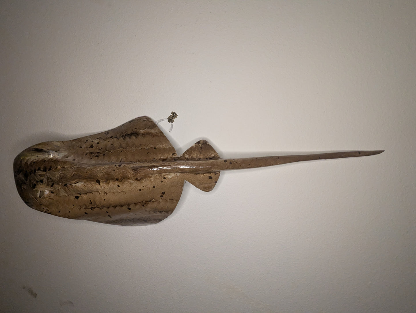 Rippled Sand Lazy Ray