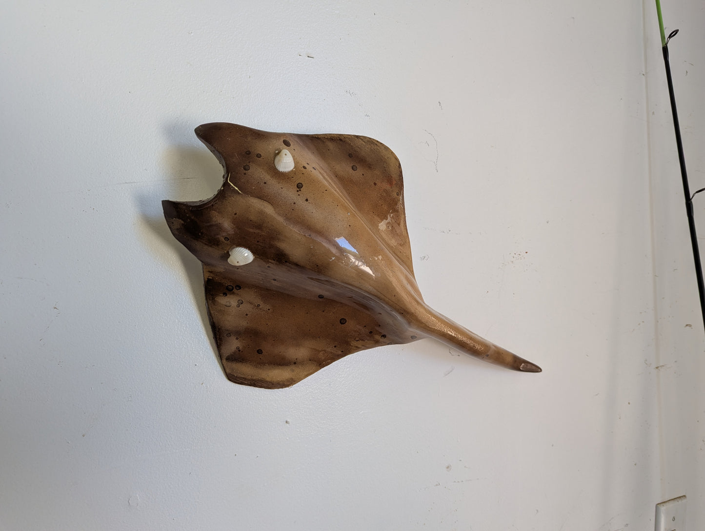 Coastal Sand Lazy Ray